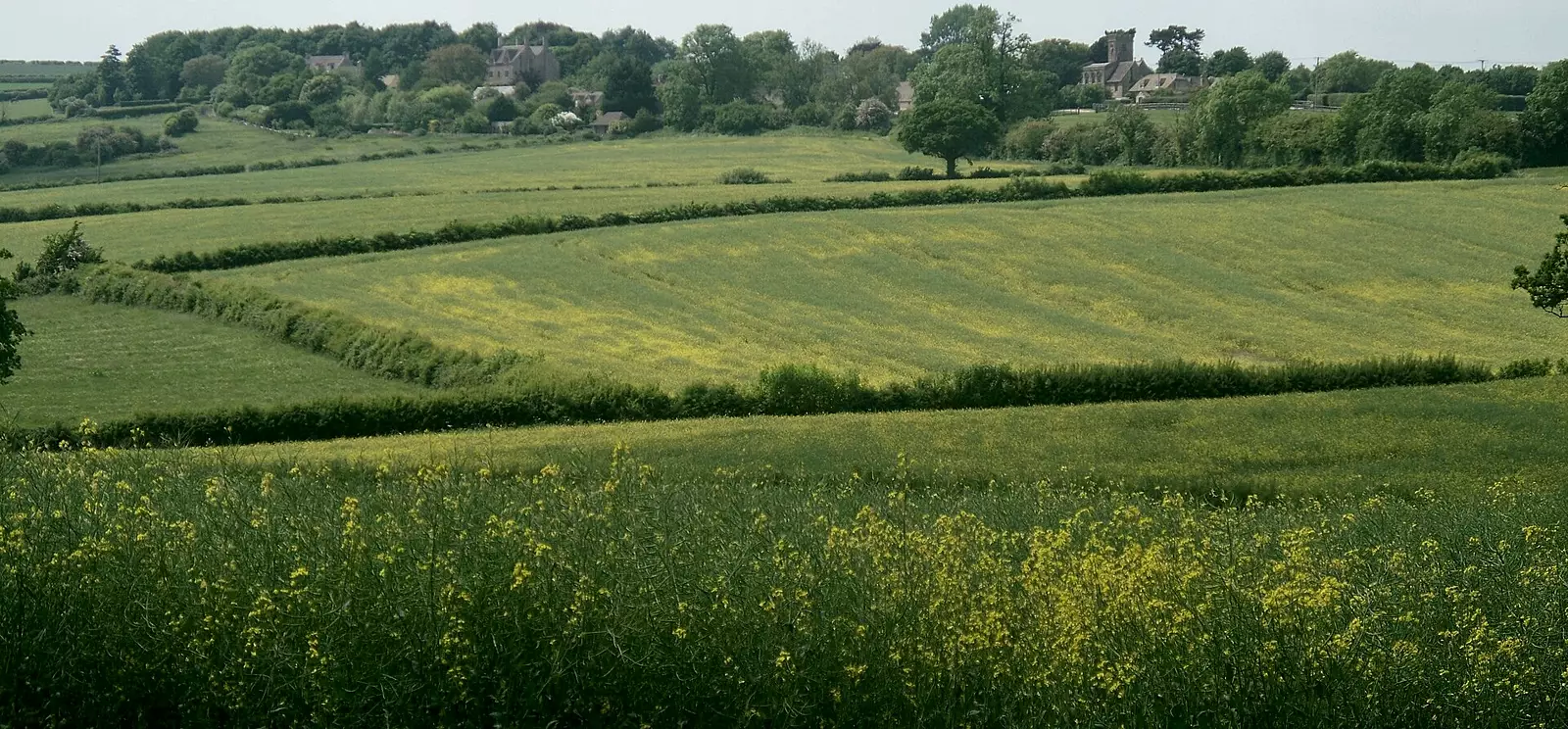 Hedged English land rising to a village edge